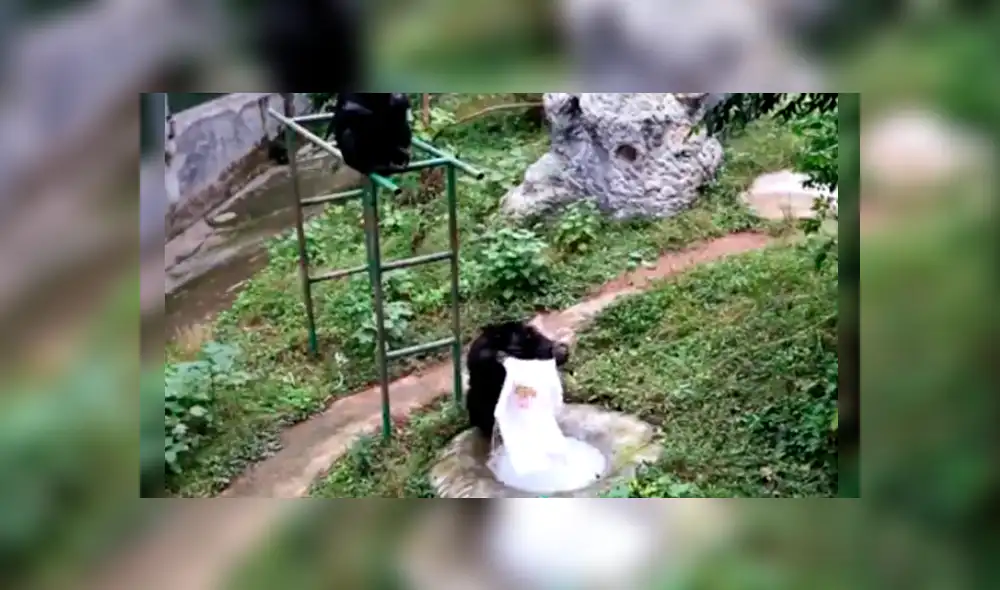 La peculiar conducta de un chimpancé ha causado sensación en YouTube La peculiar conducta de un chimpancé ha causado sensación en YouTube