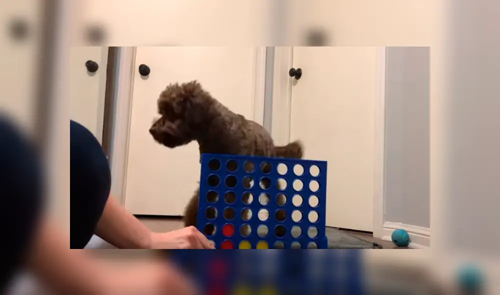 En Facebook, un perro jugó Connect 4 junto a su cuidadora y este sorprendió con sus habilidades. En Facebook, un perro jugó Connect 4 junto a su cuidadora y este sorprendió con sus habilidades.