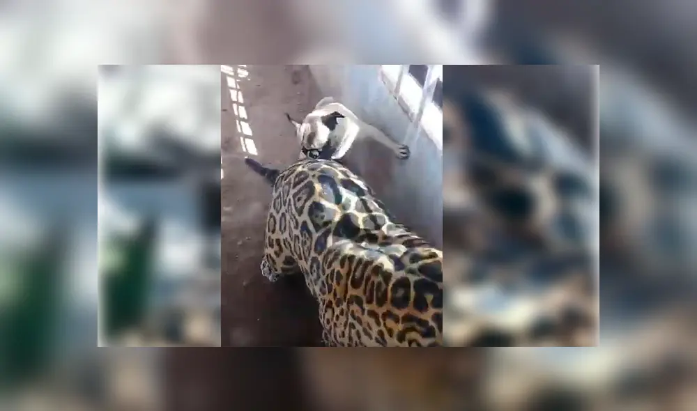Turista captó la inesperada reacción de un enorme jaguar ante la molestosa insistencia de un cachorro pug que no deja de morderlo y acosarlo