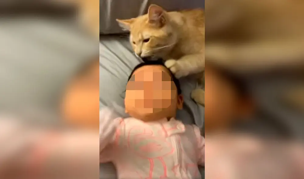 Desliza las imágenes para descubrir el tierno gesto de un gato cuando su dueña estuvo embarazada. Foto: captura de TikTok