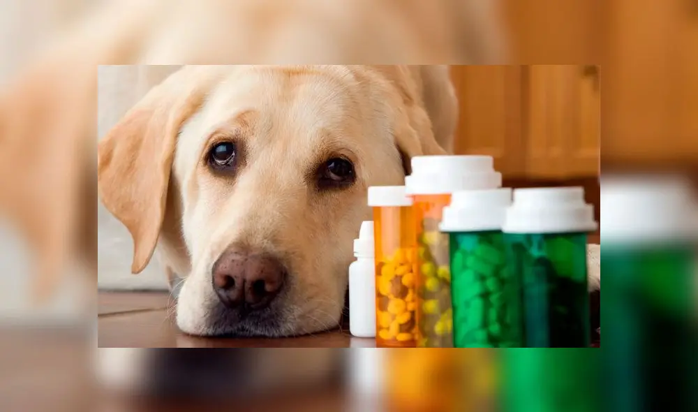 ¿Qué medicamentos pueden causarle la muerte a tu perro? 