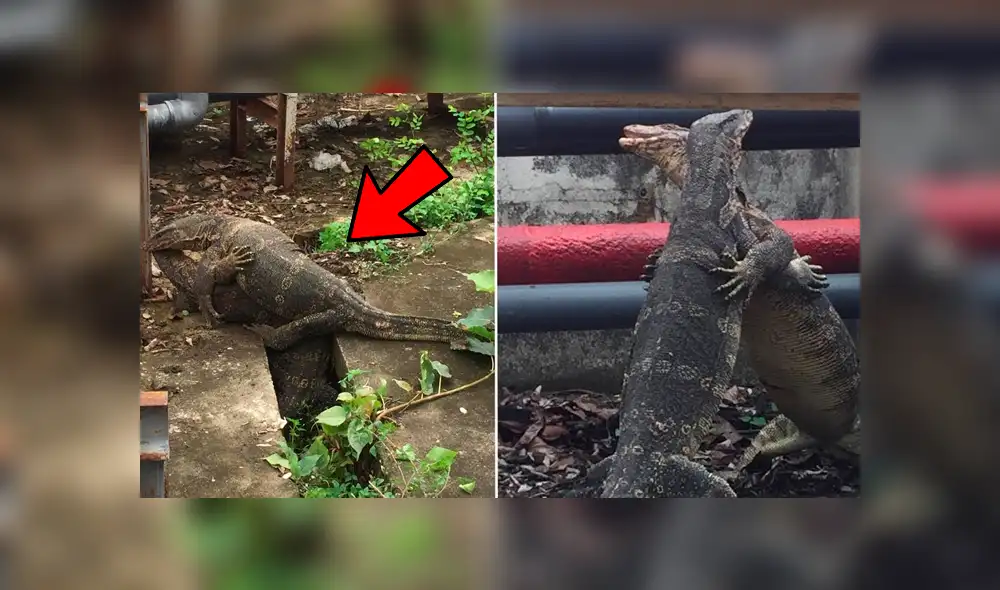 YouTube viral: Lagartos monitores tienen brutal batalla por la supervivencia y el final es inesperado YouTube viral: Lagartos monitores tienen brutal batalla por la supervivencia y el final es inesperado