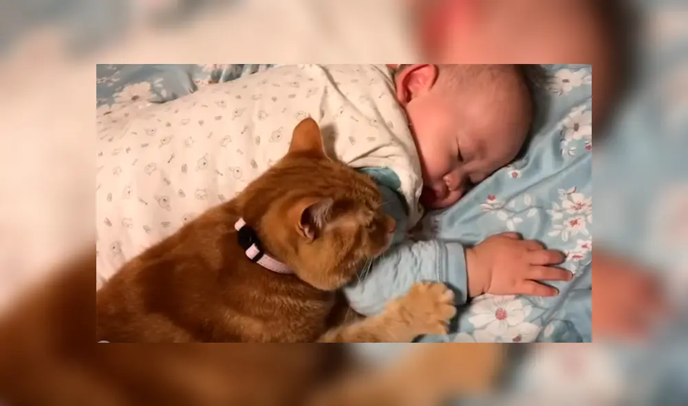 Video es viral en Facebook. Mujer entró al cuarto de su bebé junto a su esposo y ambos fueron testigos de una singular escena que no dudaron en grabar. Video es viral en Facebook. Mujer entró al cuarto de su bebé junto a su esposo y ambos fueron testigos de una singular escena que no dudaron en grabar.