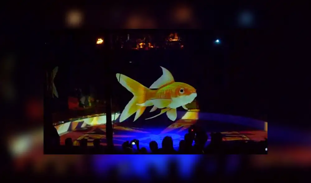 ¿Adiós a la utilización de animales silvestres en shows de circo? 