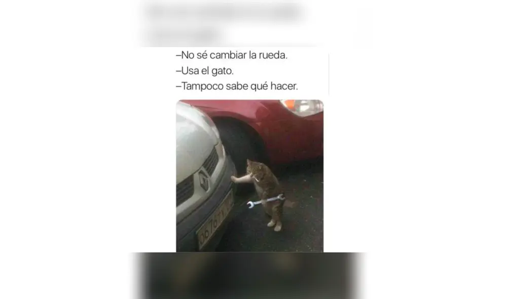 Los memes por el Día Internacional del Gato. Los memes por el Día Internacional del Gato.
