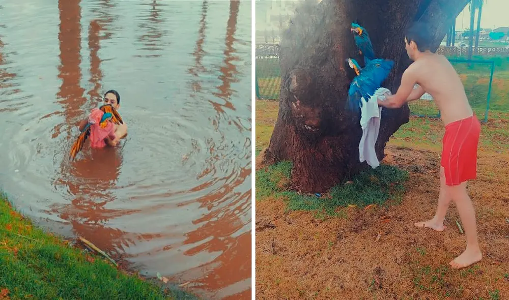 Desliza las imágenes para ver al joven solidario que salvó a los dos guacamayos de un lago en Brasil. Foto: Facebook