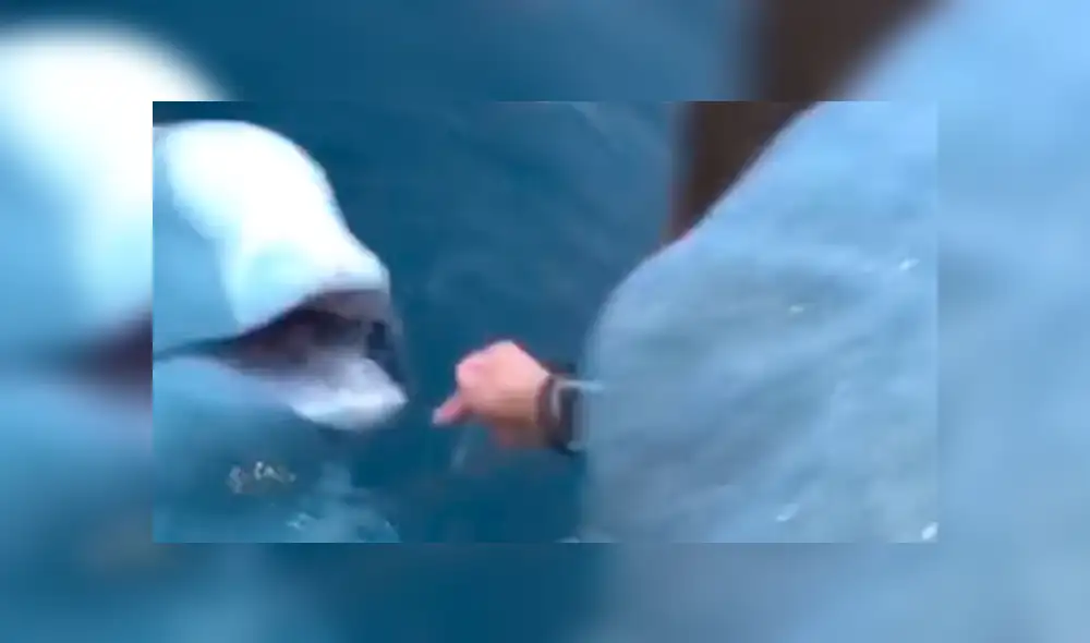 YouTube viral: Mujer deja caer su objeto más valioso al mar y enorme criatura se lo devuelve [VIDEO] 