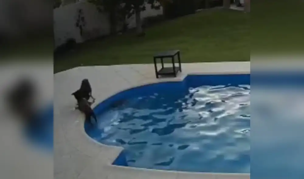 Desliza las imágenes para apreciar la valiente acción de una perrita cuando descubrió que su ‘compañera’ corría peligro. Foto: Telediario Digital