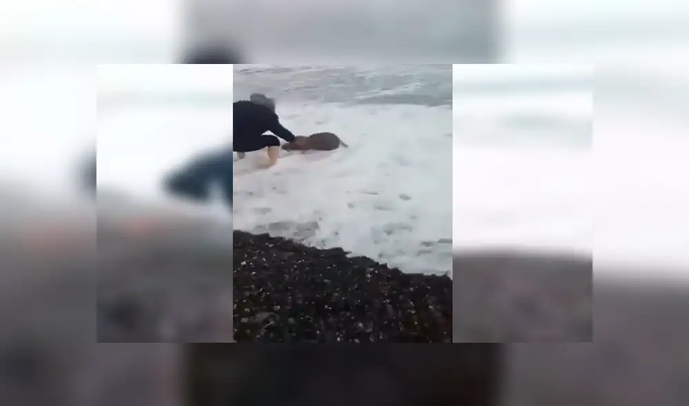 YouTube viral: hombre arriesga su vida e ingresa al mar para salvar a tortuga cubierta de plástico [VIDEO]