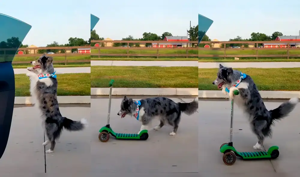 YouTube viral: aplauden a talentoso perro que hizo el peligroso 'Kiki Challenge' [VIDEO]