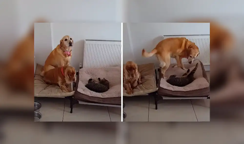 Desliza las imágenes para conocer la actitud de un enorme perro para recuperar su cama que fue robada por un gato. Desliza las imágenes para conocer la actitud de un enorme perro para recuperar su cama que fue robada por un gato.