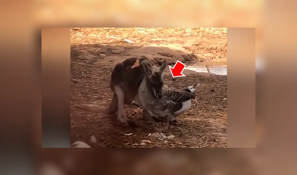 Canguro se abraza con ganso y sus muestras de cariño enamoran a miles [VIDEO] 