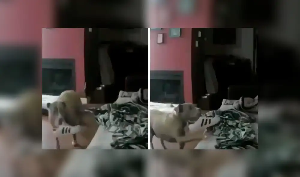 La tierna escena que protagonizó el can quedó registrada por una cámara de seguridad instalada por su dueño. Las imágenes se han hecho viral en Facebook y Twitter. La tierna escena que protagonizó el can quedó registrada por una cámara de seguridad instalada por su dueño. Las imágenes se han hecho viral en Facebook y Twitter.