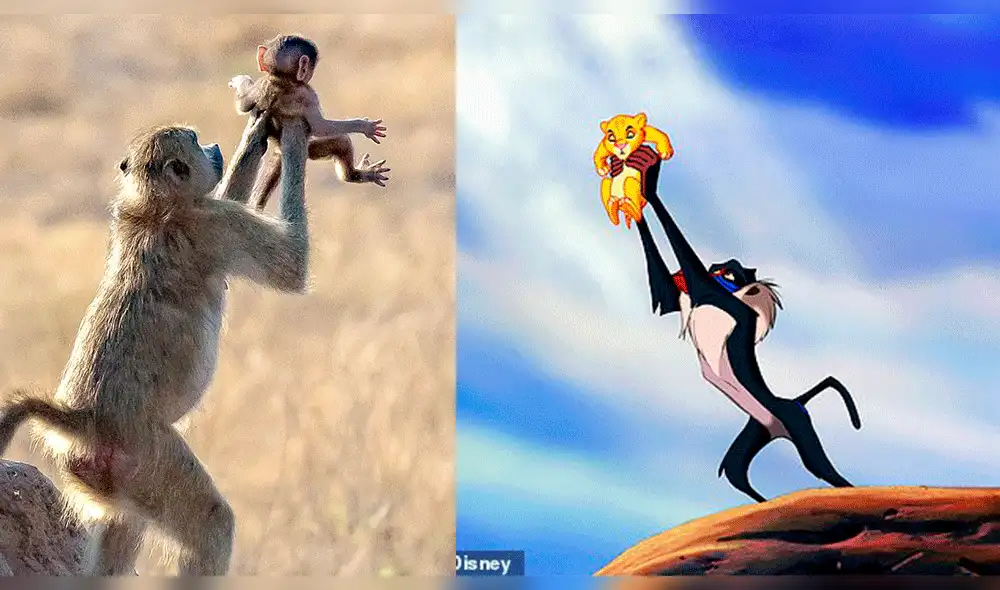 YouTube viral: primates son captados recreando escena de 'El Rey León' [VIDEO]