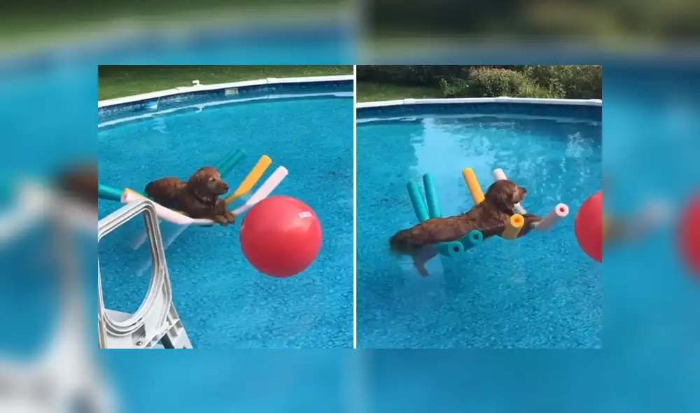 Un perro mostró una insólita actitud al meterse a la piscina de su casa. Foto: Facebook
