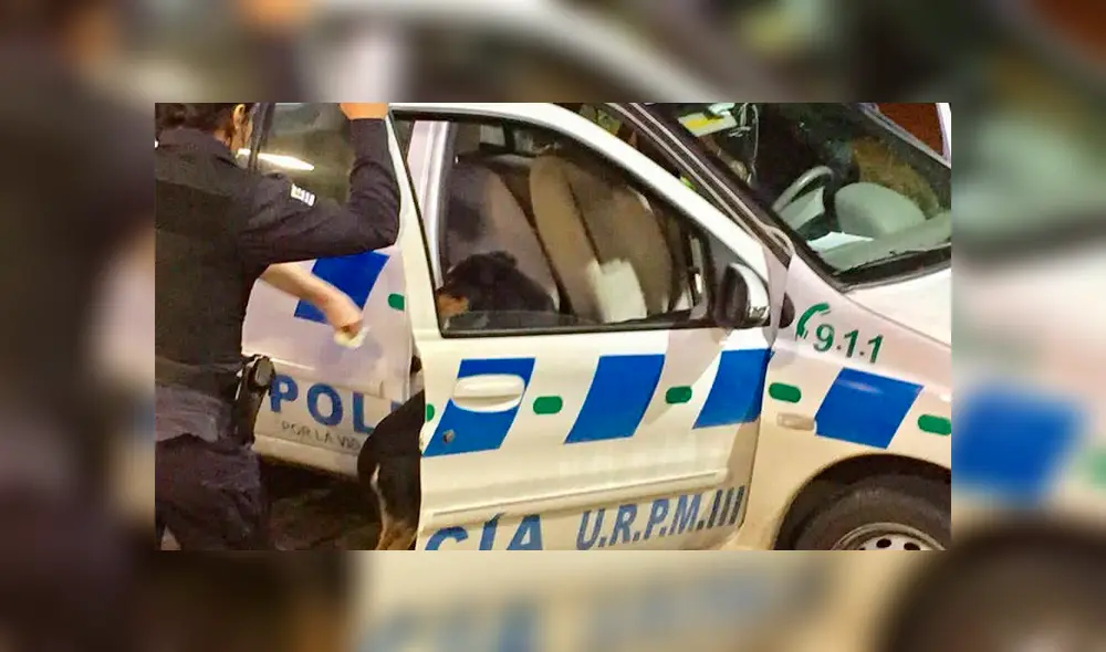 Perro logró conmover a policías y enfermeros, ahora acompaña a su dueña en el hospital Perro logró conmover a policías y enfermeros, ahora acompaña a su dueña en el hospital