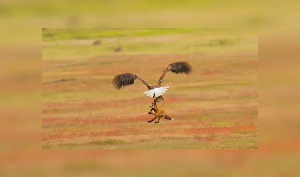 Un águila habría traído al dingo cerca de la casa de la mujer. Un águila habría traído al dingo cerca de la casa de la mujer.