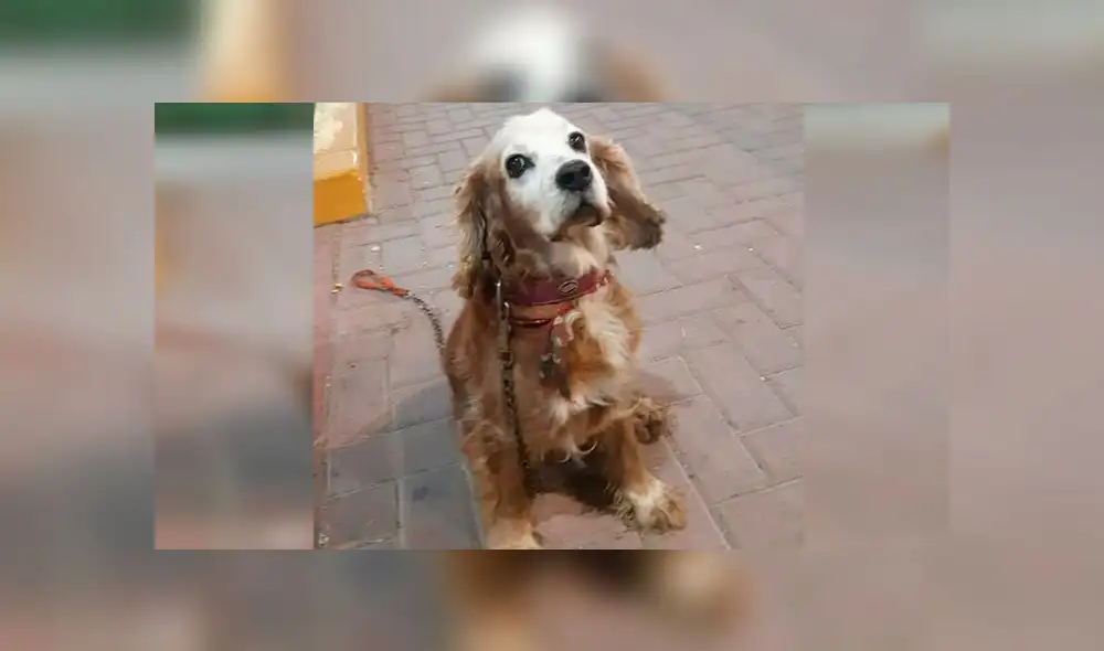 Ancón: buscan a perro sordo que se perdió hace 8 días