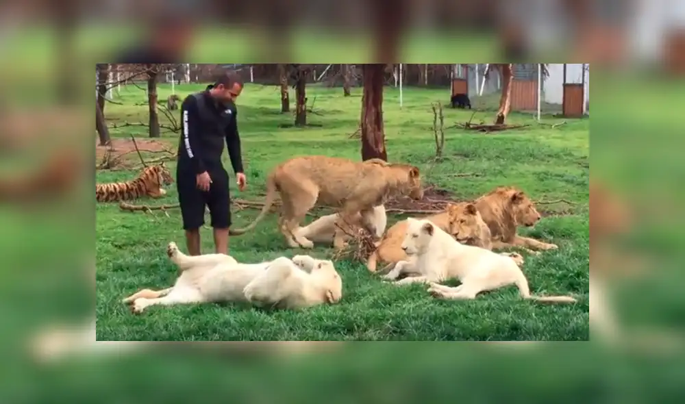 YouTube viral: feroz leopardo aparece para atacar a su domador y tigre lo evita enfrentándolo [VIDEO]