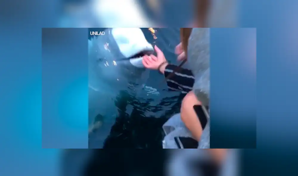 YouTube viral: Mujer deja caer su objeto más valioso al mar y enorme criatura se lo devuelve [VIDEO] 