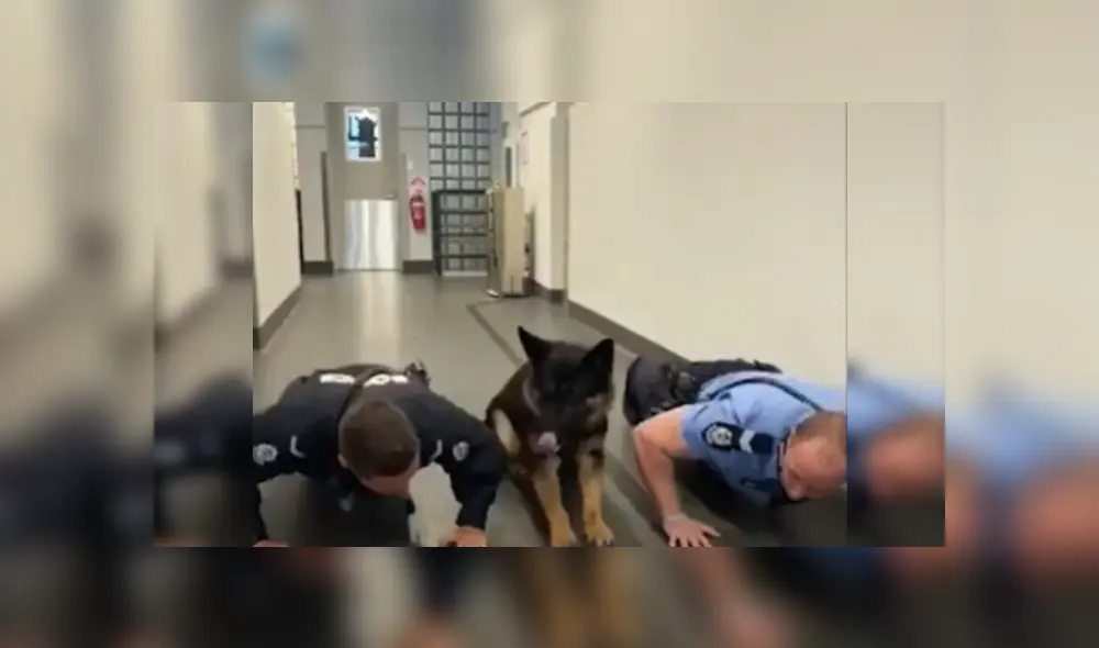 Desliza las imágenes para ver más sobre esta divertida rutina de ejercicios que realizó un obediente perro.