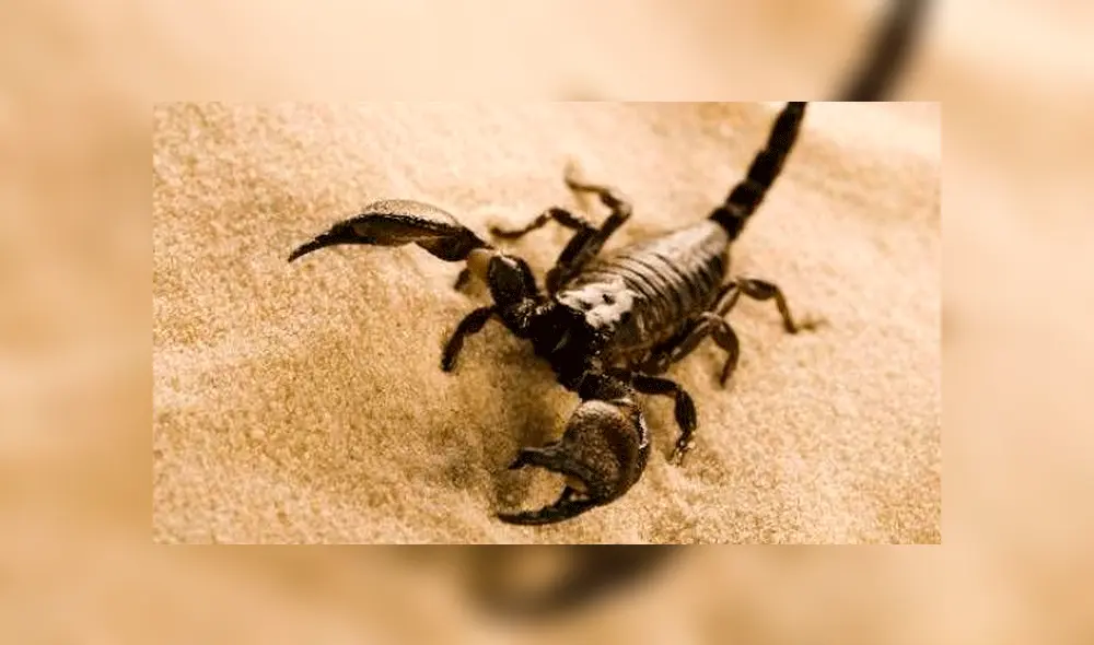 Alacrán picó a niña en una playa de Argentina. Alacrán picó a niña en una playa de Argentina.