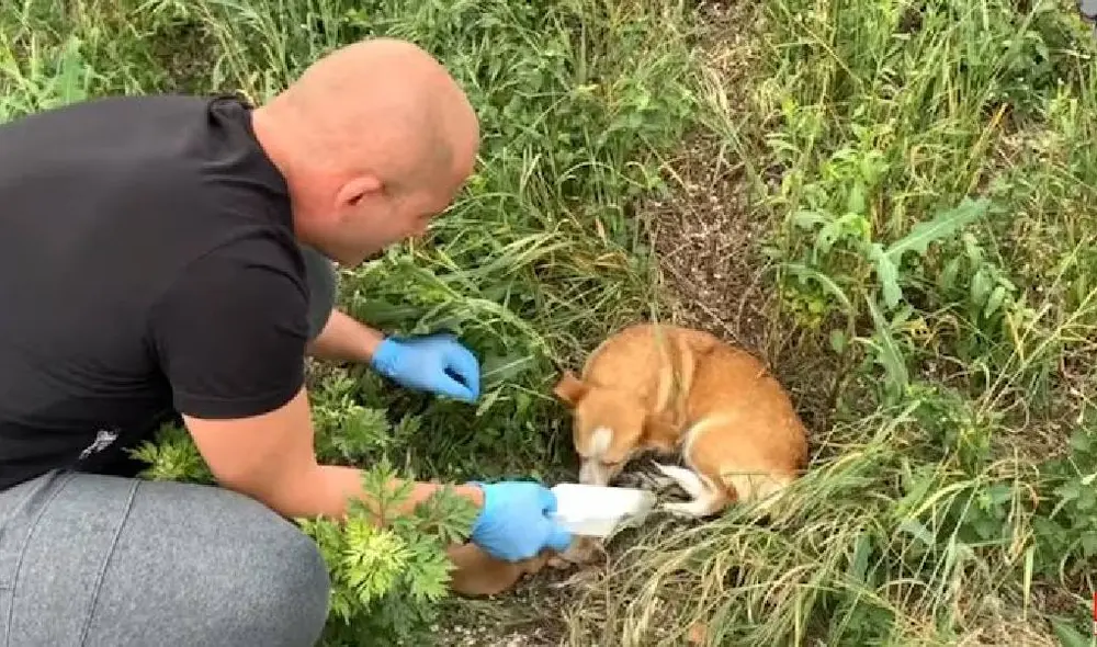 Desliza para ver la historia de Molly. Foto: Captura/YouTube/Dog Rescue Shelter Desliza para ver la historia de Molly. Foto: Captura/YouTube/Dog Rescue Shelter