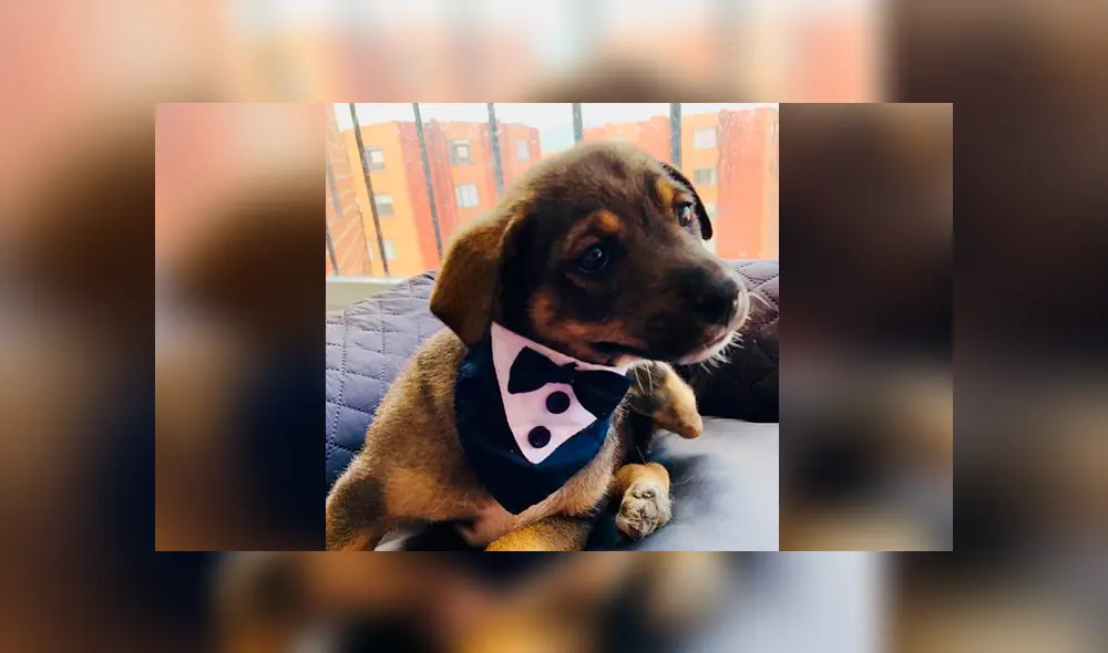 Desliza las imágenes para conocer la conmovedora historia de Vicente que consiguió una nueva familia. Foto: Fundación Rescátame.