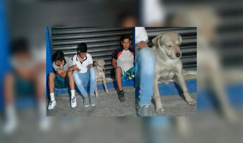 Sorpresa en Facebook por detención de perro que supuestamente integraba banda [FOTO]