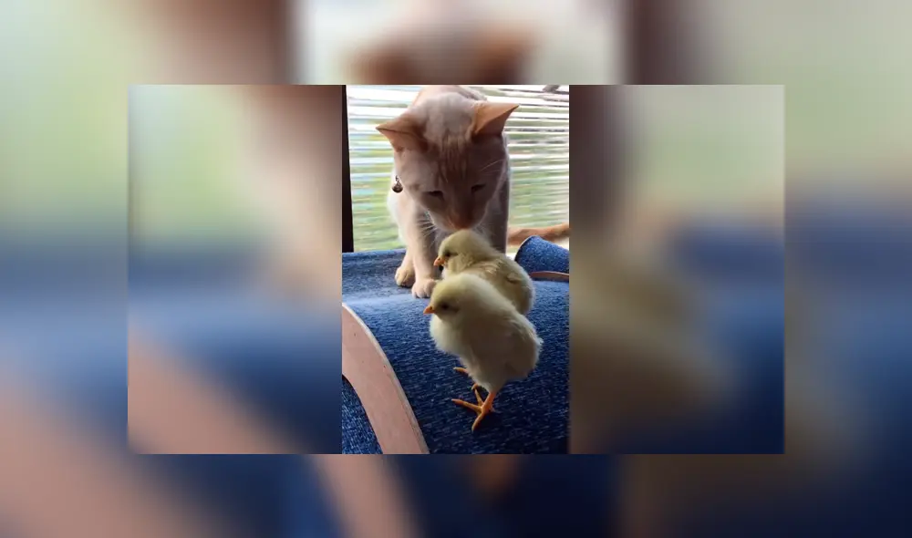 Desliza las imágenes hacia la izquierda para apreciar la inesperada escena entre un gato junto a unos pequeños pollos. Desliza las imágenes hacia la izquierda para apreciar la inesperada escena entre un gato junto a unos pequeños pollos.