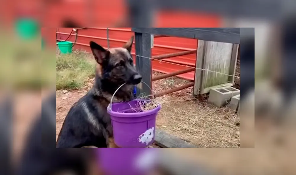 La dueña del can indicó que no es la primera vez que su mascota tiene esa peculiar conducta.  Video es viral en YouTube.