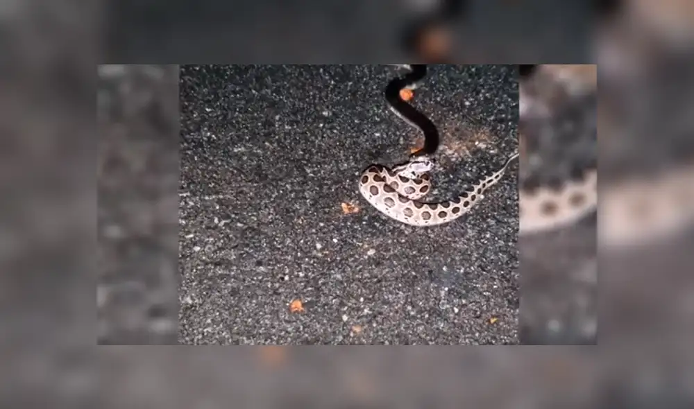 Desliza hacia la izquierda para ver el momento en que el hambriento reptil abre sus mandíbulas para devorar a otro de su misma especie. Escena es viral en YouTube.