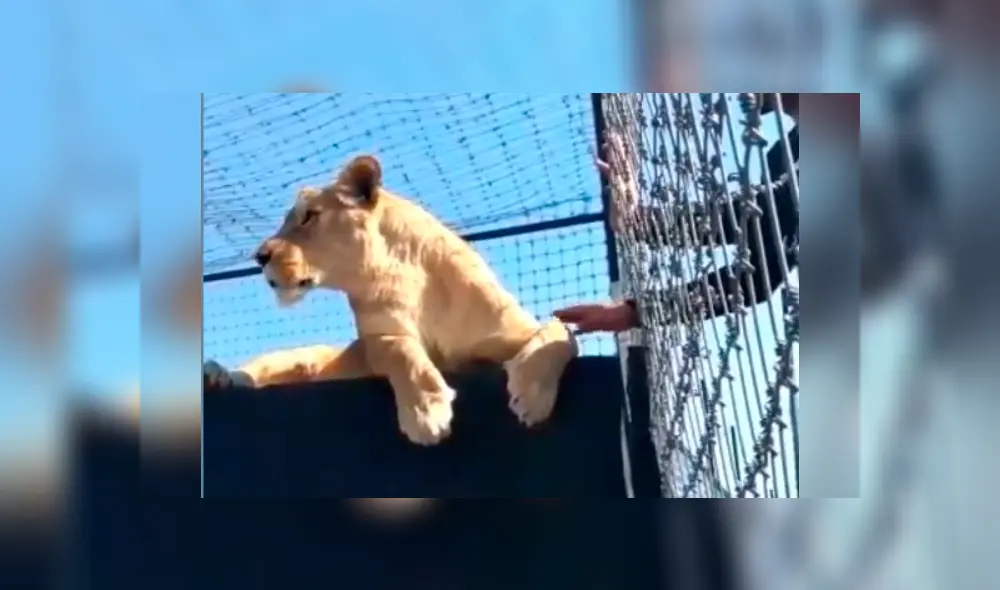 Desliza hacia la izquierda para ver la reacción de la leona con el osado turista, escena que es viral en YouTube.