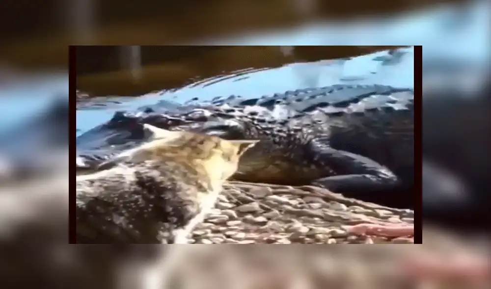 YouTube viral: gato reta a la muerte y se enfrenta sin temor alguno a gigantesco cocodrilo [VIDEO]