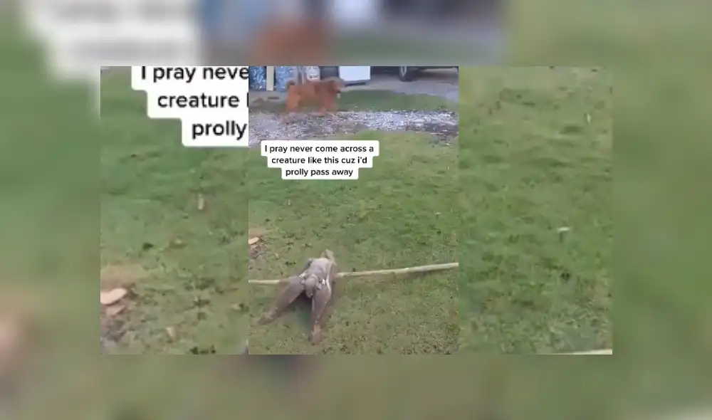 Desliza hacia la izuierda para ver más del video viral Desliza hacia la izuierda para ver más del video viral