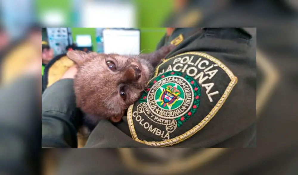 Rescatan a puma bebé que buscaba a sus padres en medio de un cañaveral Rescatan a puma bebé que buscaba a sus padres en medio de un cañaveral