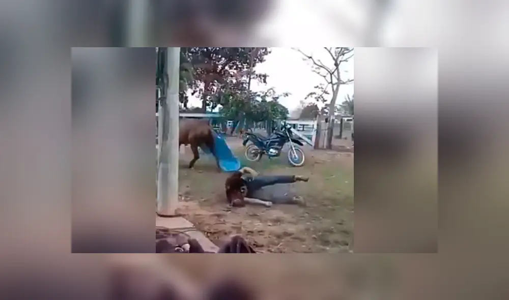 Facebook viral: chico confunde mula salvaje con caballo, se monta y pasa vergüenza [VIDEO] 
