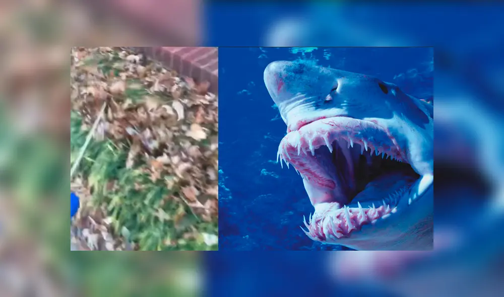 Facebook viral: perro travieso imita a tiburón para darle un gran susto a su dueña [VIDEO] 