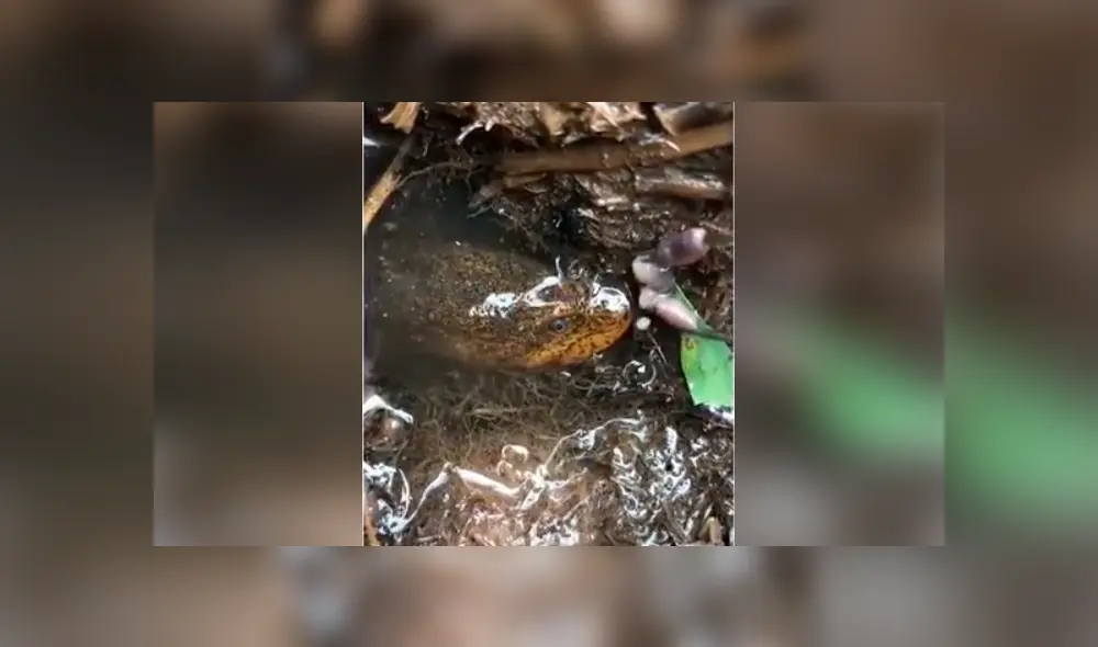 Si quieres ver el aspecto del misterioso pez que aparece en el video viral de Facebook, revisa nuestra galería de fotos, deslizando cada foto hacia la izquierda. Si quieres ver el aspecto del misterioso pez que aparece en el video viral de Facebook, revisa nuestra galería de fotos, deslizando cada foto hacia la izquierda.