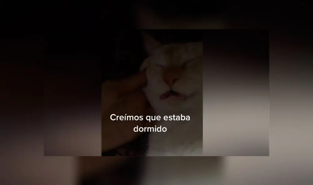 Desliza las imágenes para ver el increíble susto que le hizo pasar este gato a su dueña. Foto: captura/TikTok Desliza las imágenes para ver el increíble susto que le hizo pasar este gato a su dueña. Foto: captura/TikTok