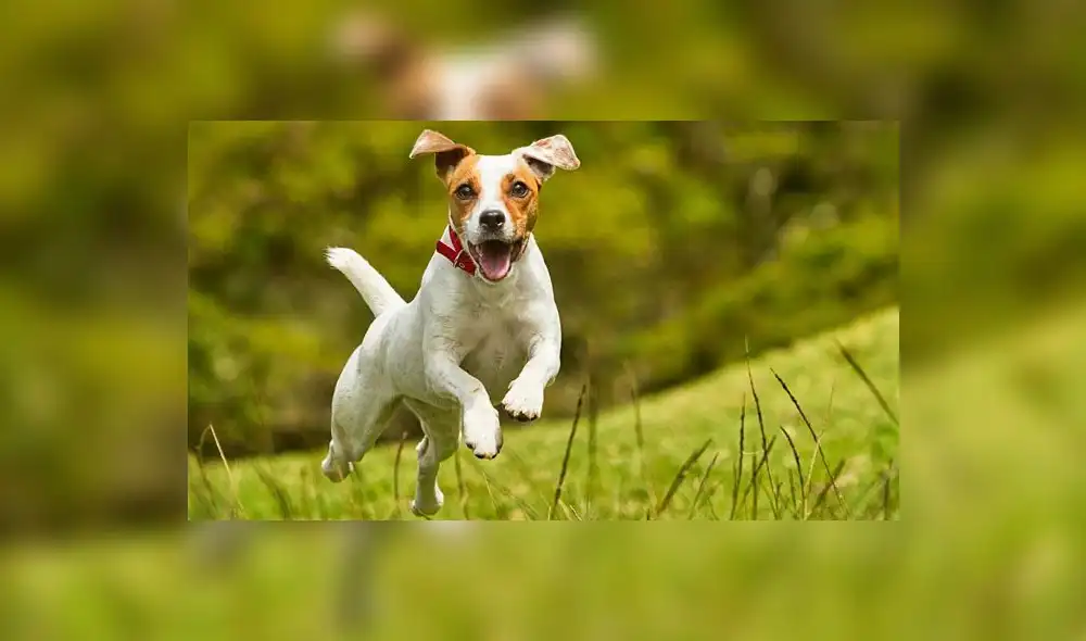 Otros animales ya habían probado capacidades del mismo tipo, pero con un entrenamiento previo. Foto: Difusión.