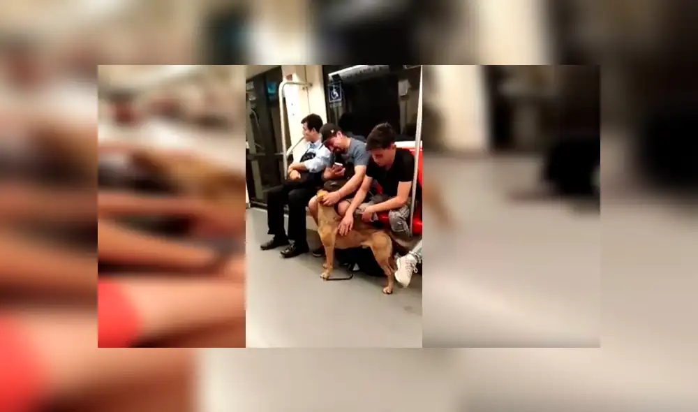 YouTube viral: perro perdido ingresó a metro y recibió cariño de varios pasajeros [VIDEO]