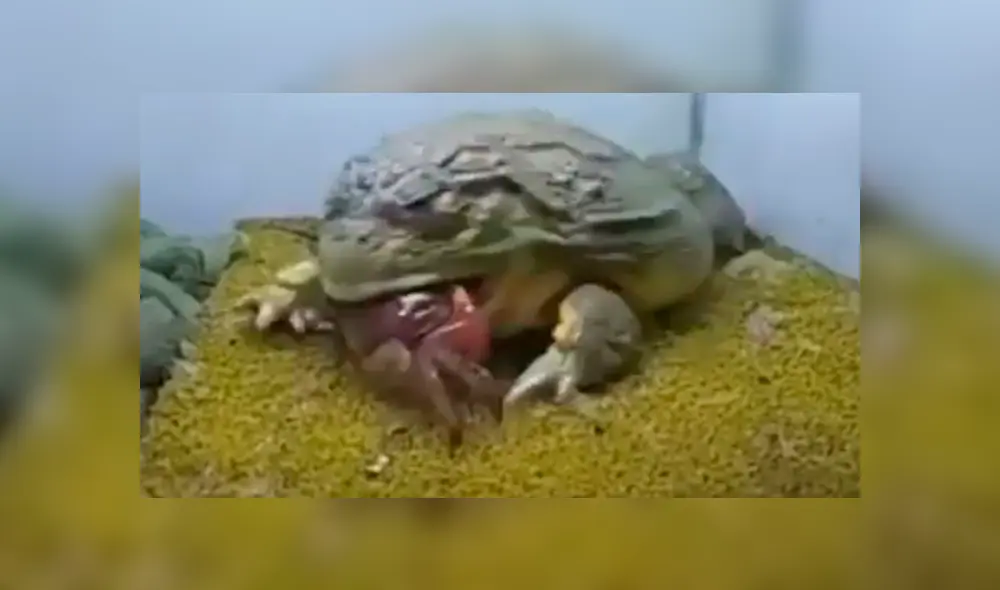 YouTube viral: extraña rana toro devora reptiles e insectos en unas cuantas mordidas [VIDEO]