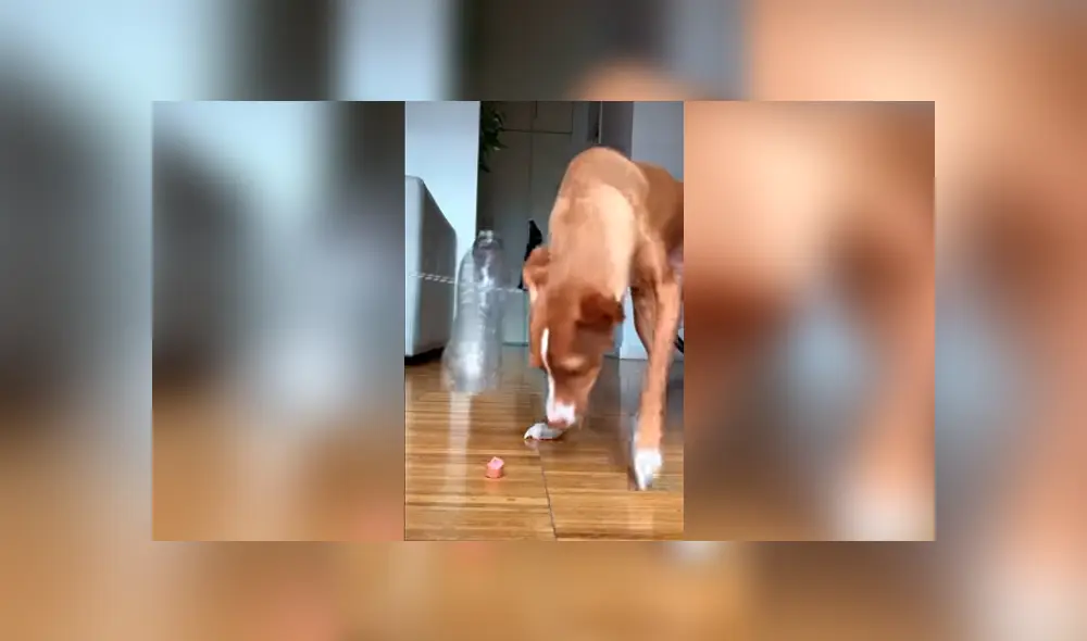 Desliza las imágenes hacia la izquierda para conocer las habilidades de un perro para dominar un juego. Desliza las imágenes hacia la izquierda para conocer las habilidades de un perro para dominar un juego.