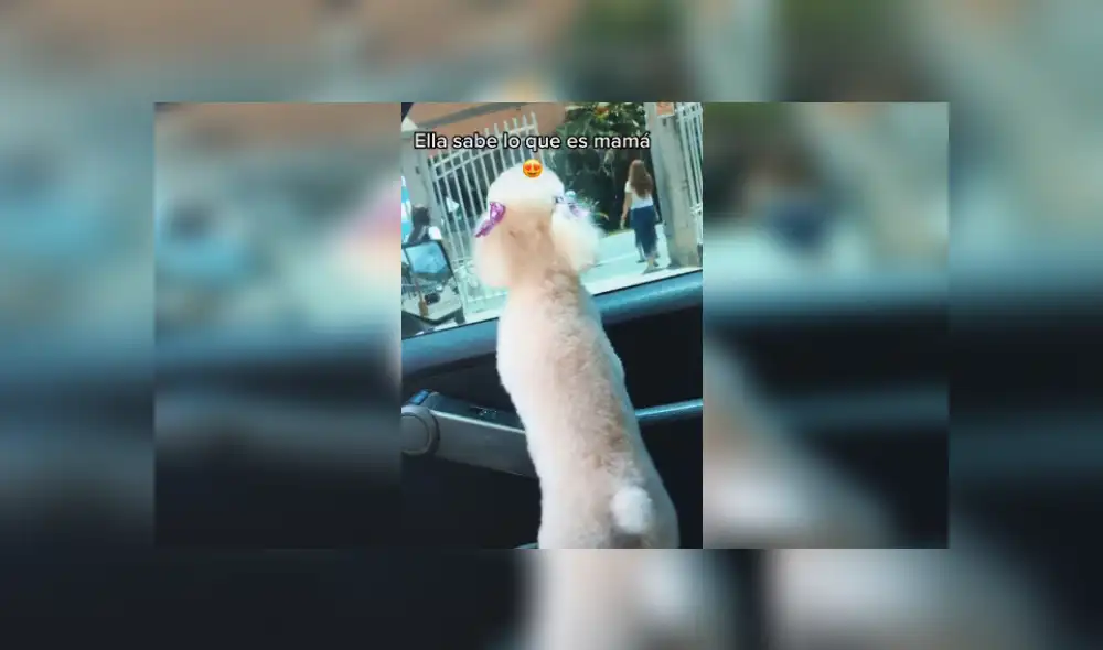 Desliza hacia la izquierda para ver más imágenes de esta adorable perrita que conmovió las redes sociales. (Foto: captura / TikTok)