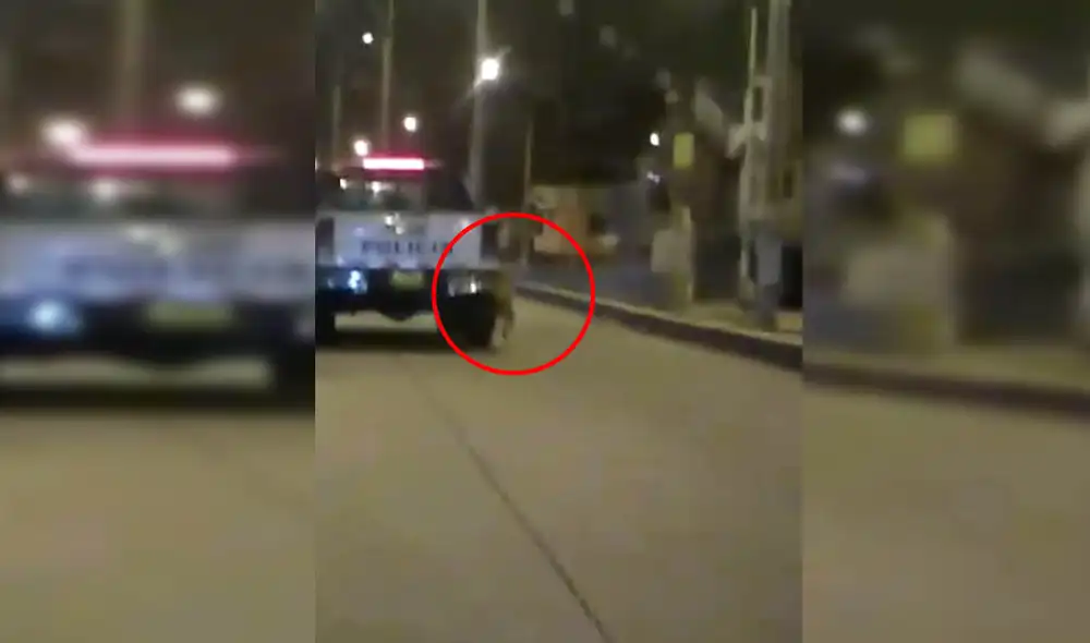 Denuncian maltrato animal por parte de la PNP. Foto: Facebook.