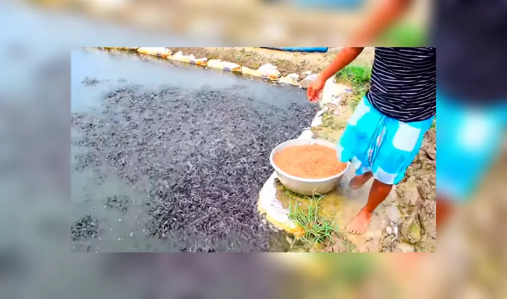 YouTube viral: arroja alimento a misterioso lago y miles de hambrientas criaturas surgen para devorarlo