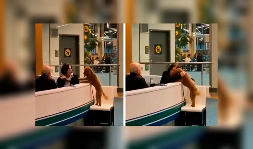 En Facebook, un perro cautivó con su comportamiento al pedir unas amorosas caricias a una trabajadora. En Facebook, un perro cautivó con su comportamiento al pedir unas amorosas caricias a una trabajadora.