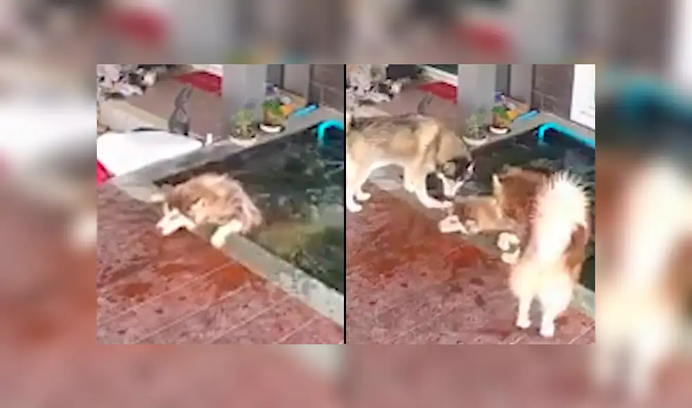 YouTube viral: perro luchaba por salir de estanque y sus amigos piden ayuda para rescatarlo [VIDEO]