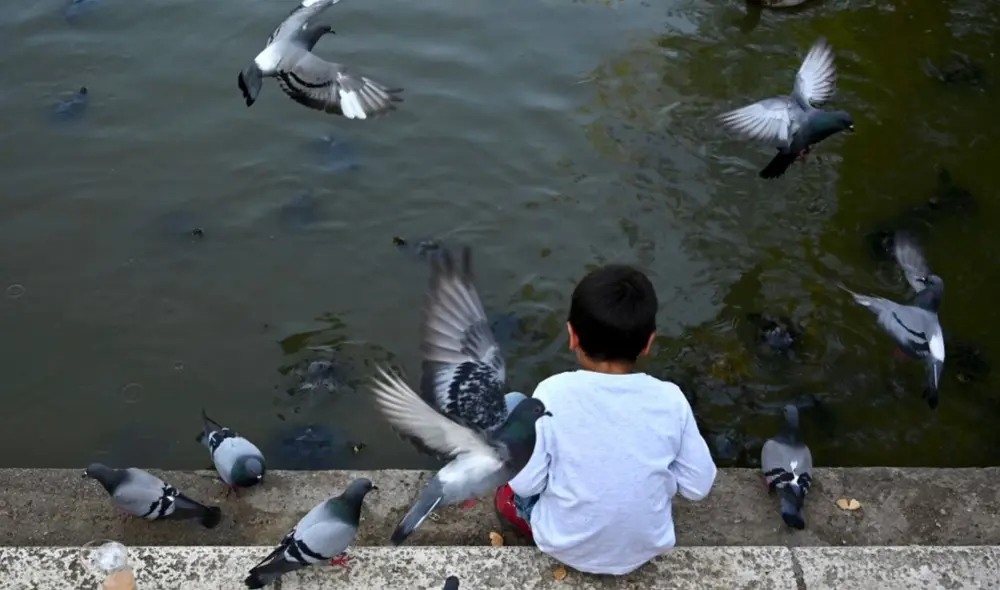 La influenza aviar A (H1N5) ha llegado a nuestras costas por medio de aves migratorias que vienen del hemisferio norte. Foto: AFP
